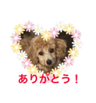 シュナ♡スタンプ（個別スタンプ：5）
