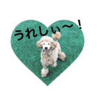 シュナ♡スタンプ（個別スタンプ：10）