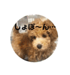 シュナ♡スタンプ（個別スタンプ：13）