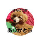 シュナ♡スタンプ（個別スタンプ：20）