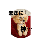 シュナ♡スタンプ（個別スタンプ：24）