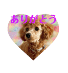 シュナ♡スタンプ（個別スタンプ：25）