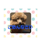 シュナ♡スタンプ（個別スタンプ：26）