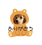 シュナ♡スタンプ（個別スタンプ：31）