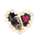 シュナ♡スタンプ（個別スタンプ：32）