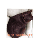 落ち込んだ時に元気をくれるねこたん2（個別スタンプ：3）