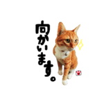 トロとたまに使う言葉シリーズ2（個別スタンプ：1）