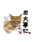 トロとたまに使う言葉シリーズ2（個別スタンプ：8）