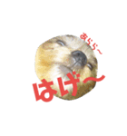奄美 方言（ムク）（個別スタンプ：1）