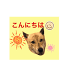 チビっ虎斗・2（個別スタンプ：1）