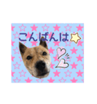 チビっ虎斗・2（個別スタンプ：2）