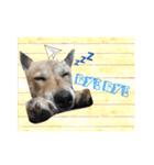 チビっ虎斗・2（個別スタンプ：3）