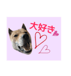 チビっ虎斗・2（個別スタンプ：4）