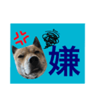 チビっ虎斗・2（個別スタンプ：5）