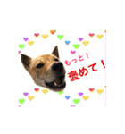 チビっ虎斗・2（個別スタンプ：6）