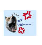 チビっ虎斗・2（個別スタンプ：8）