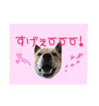 チビっ虎斗・2（個別スタンプ：9）