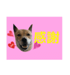 チビっ虎斗・2（個別スタンプ：10）
