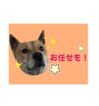 チビっ虎斗・2（個別スタンプ：11）