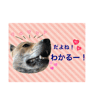 チビっ虎斗・2（個別スタンプ：12）