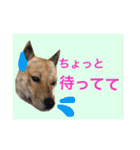 チビっ虎斗・2（個別スタンプ：13）