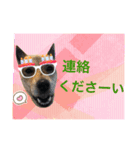 チビっ虎斗・2（個別スタンプ：14）