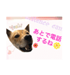 チビっ虎斗・2（個別スタンプ：16）