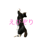 猫のだいちゃんスタンプ（個別スタンプ：1）