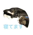 猫のだいちゃんスタンプ（個別スタンプ：2）