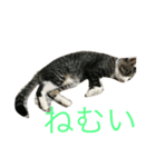 猫のだいちゃんスタンプ（個別スタンプ：3）
