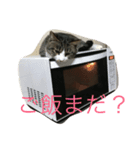 猫のだいちゃんスタンプ（個別スタンプ：4）