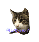 猫のだいちゃんスタンプ（個別スタンプ：5）
