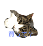 猫のだいちゃんスタンプ（個別スタンプ：6）