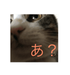 猫のだいちゃんスタンプ（個別スタンプ：7）