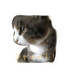 猫のだいちゃんスタンプ（個別スタンプ：8）
