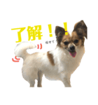 パピヨンのラニ！！vol.2（個別スタンプ：6）