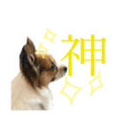 パピヨンのラニ！！vol.2（個別スタンプ：8）