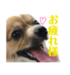 パピヨンのラニ！！vol.2（個別スタンプ：9）