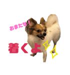 パピヨンのラニ！！vol.2（個別スタンプ：11）