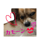 パピヨンのラニ！！vol.2（個別スタンプ：12）