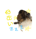 パピヨンのラニ！！vol.2（個別スタンプ：13）