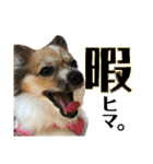 パピヨンのラニ！！vol.2（個別スタンプ：14）