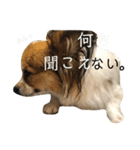 パピヨンのラニ！！vol.2（個別スタンプ：16）