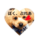 トイプーぶれあ、ぽとふ、もな（個別スタンプ：4）