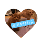 トイプーぶれあ、ぽとふ、もな（個別スタンプ：5）