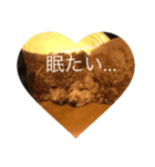 トイプーぶれあ、ぽとふ、もな（個別スタンプ：8）