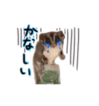 袋モモンガ（個別スタンプ：7）