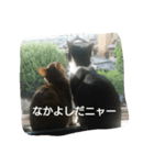 にゃーにゃとくろすけ（個別スタンプ：1）