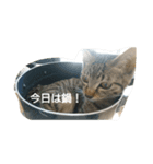 にゃーにゃとくろすけ（個別スタンプ：5）