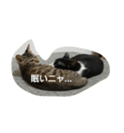 にゃーにゃとくろすけ（個別スタンプ：6）